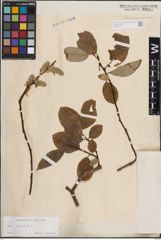 Foto von Salix caprea L.